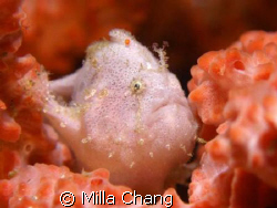 SPOTFIN FROGFISH (to 3cm)
Olympus C-7070 by Milla Chang 